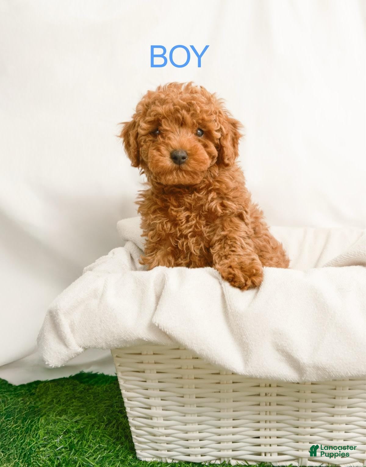 Toy Poodle Puppies for sale in Las Vegas, Nevada Lancaster Puppies