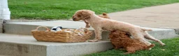Toy Poodle dogs for sale: Turbo - Ad 30