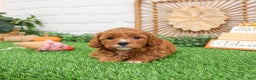 Cavapoo dogs for sale: Glory - Ad 4