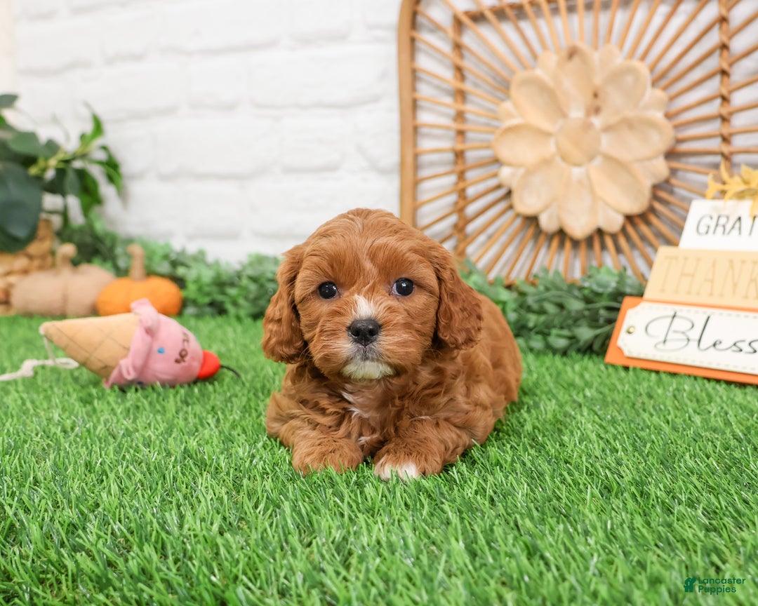 Cavapoo dogs for sale: Glory - Ad 4