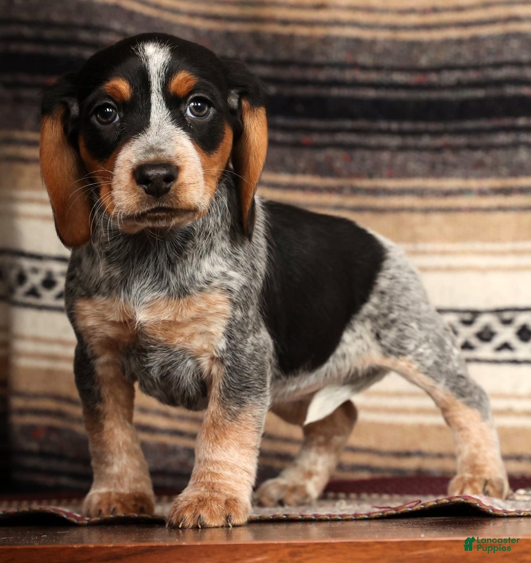 Beagle dogs for sale: Miracle - Ad 2