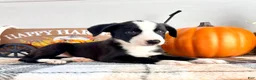 Border Collie dogs for sale: Autumn - Ad 2