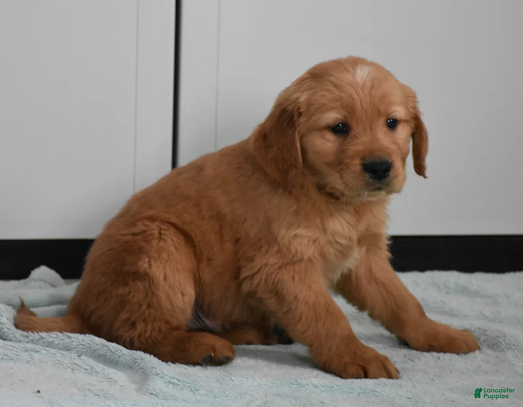 Golden Retriever dogs for sale: Sawyer   Genetic/OFA  - Ad 6