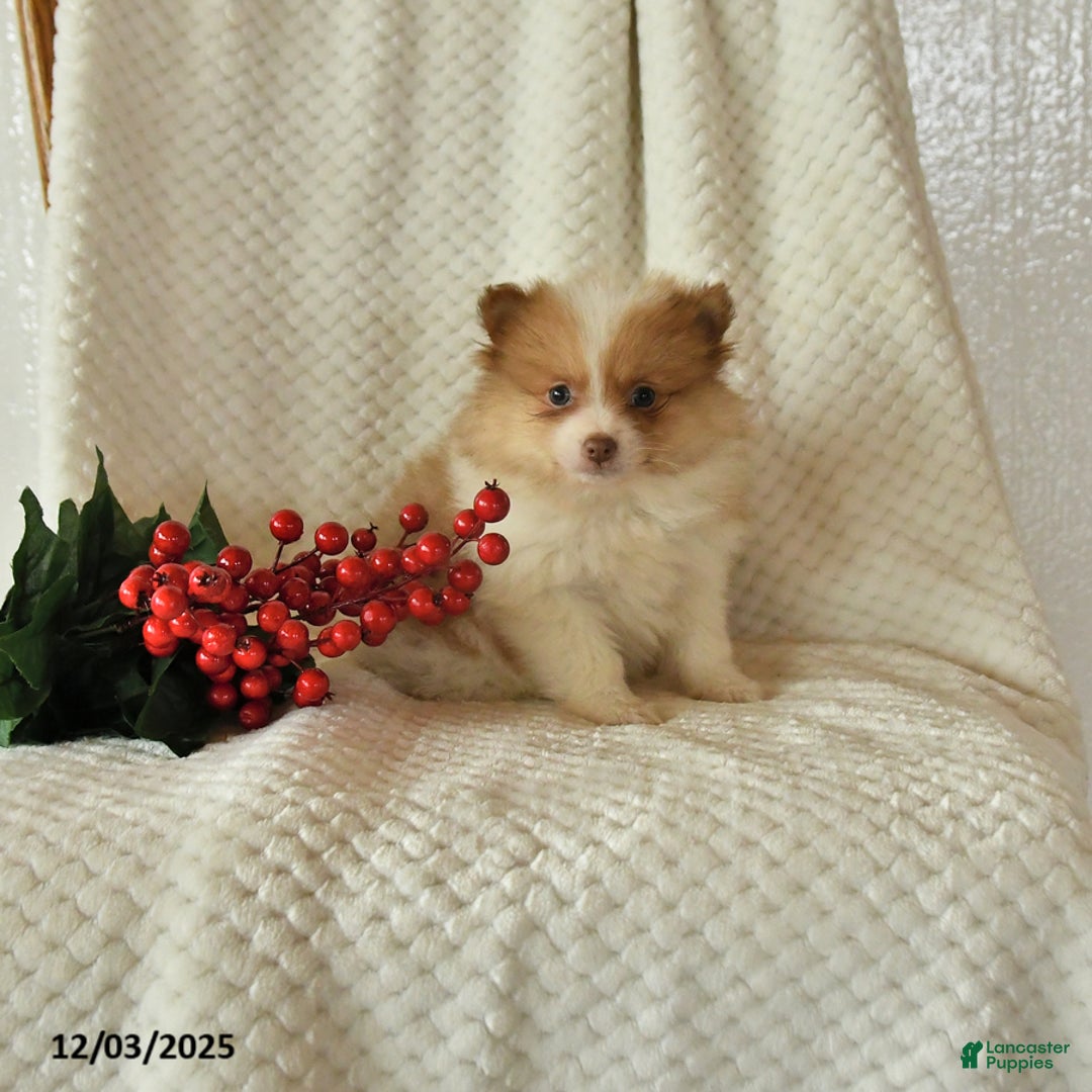Pomeranian dogs for sale: Pete - Ad 1