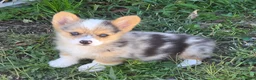 Welsh Corgi Pembroke dogs for sale: Gorgeous George  - Ad 1