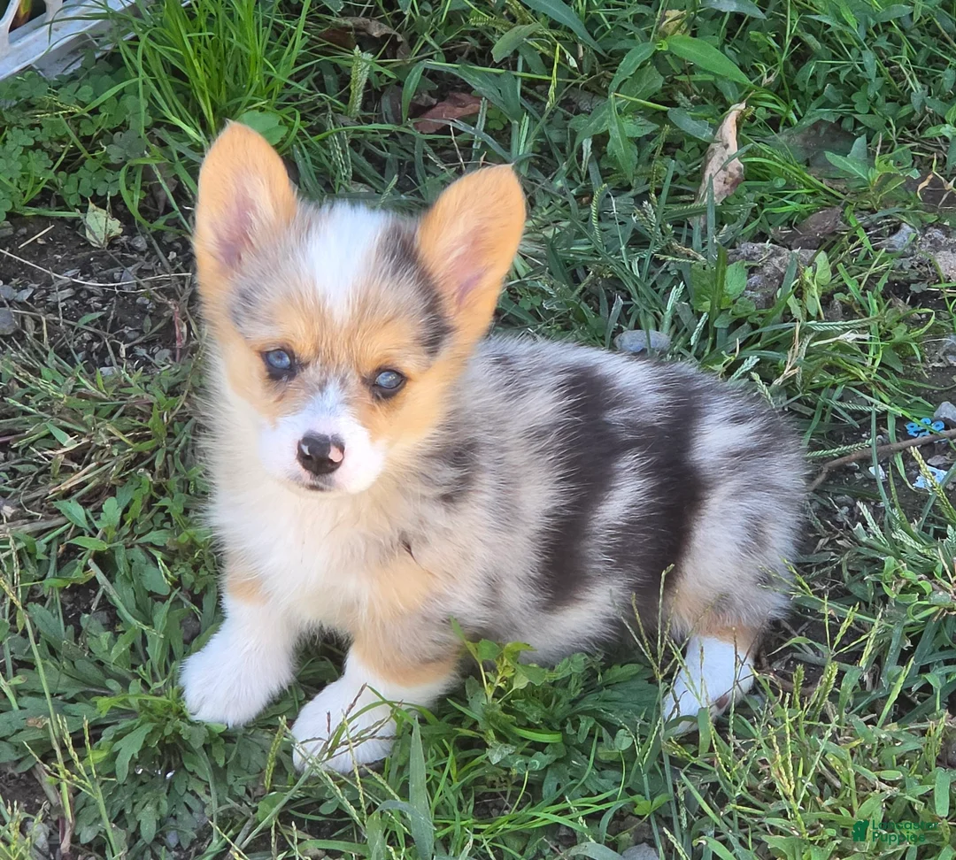 Welsh Corgi Pembroke dogs for sale: Gorgeous George  - Ad 1
