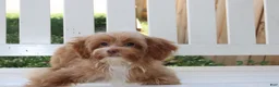 Shihpoo dogs for sale: Theo - Ad 2
