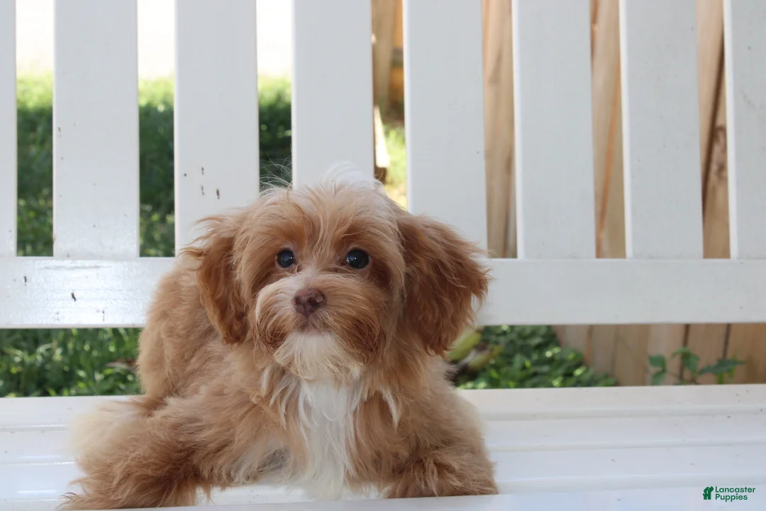 Shihpoo dogs for sale: Theo - Ad 2