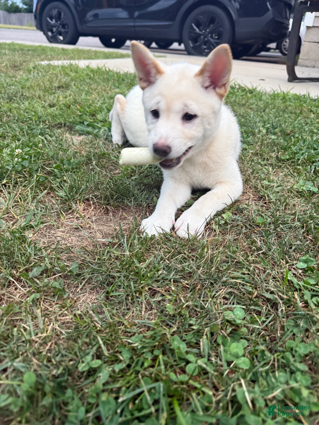 Shiba Inu dogs for sale: Snowball - Ad 2