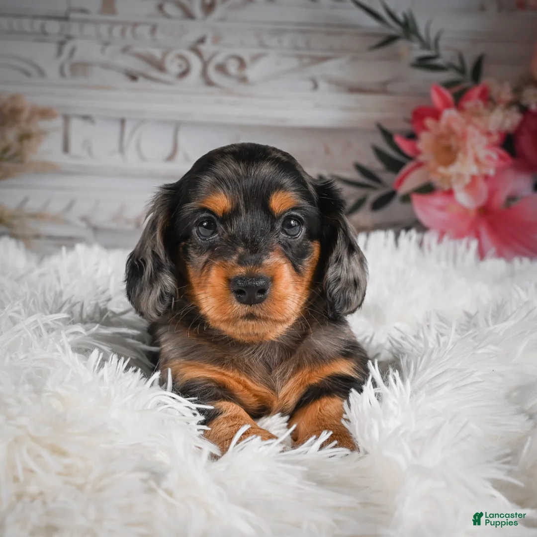 Miniature Dachshund dogs for sale: AKC-Jewel - Ad 2