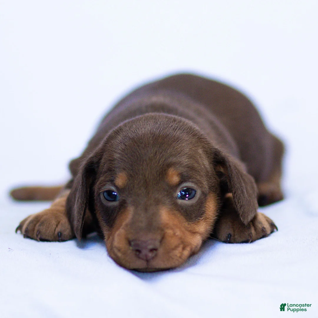 Miniature Dachshund dogs for sale: Mabel Miniature Dachshund Puppy  - Ad 1