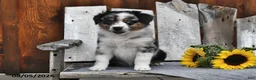 Australian Shepherd dogs for sale: Kate - Ad 3