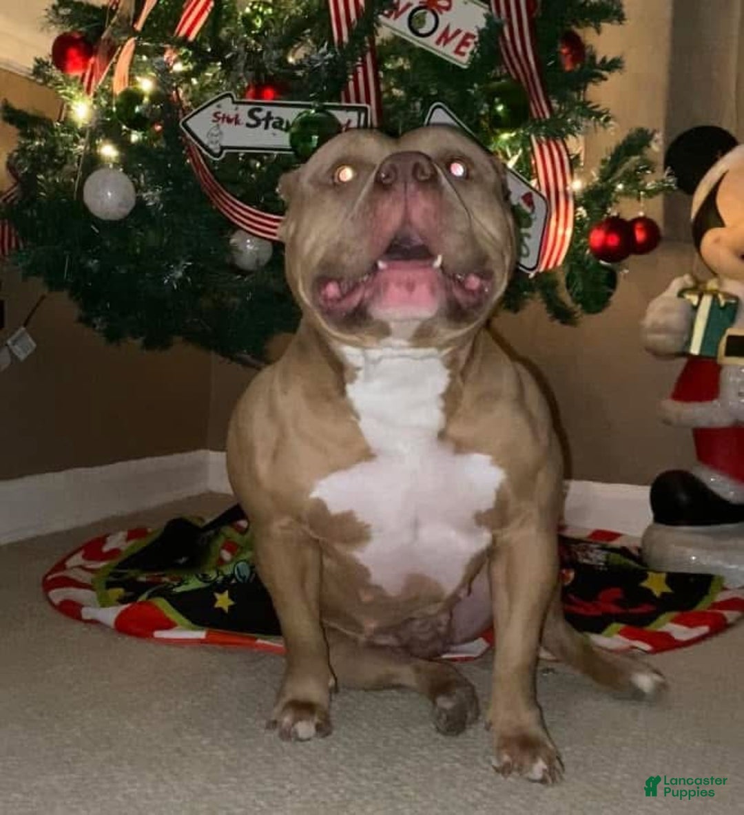 Gallery Image {{count}}