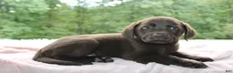 Labrador Retriever dogs for sale: Molly  - Ad 8