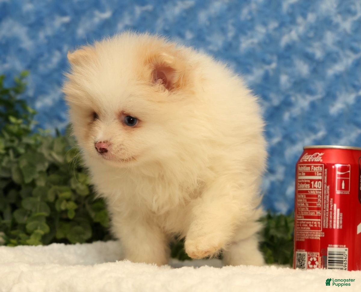 Pomeranian dogs for sale: Petunia - Ad 8