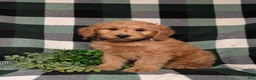 Goldendoodle dogs for sale: Dennison Hypoallergenic - Ad 4