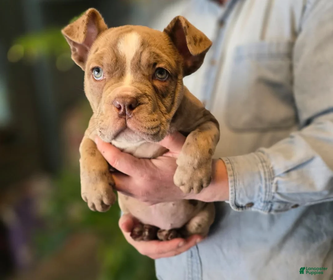 American Bully dogs for sale: Lucy - Ad 8