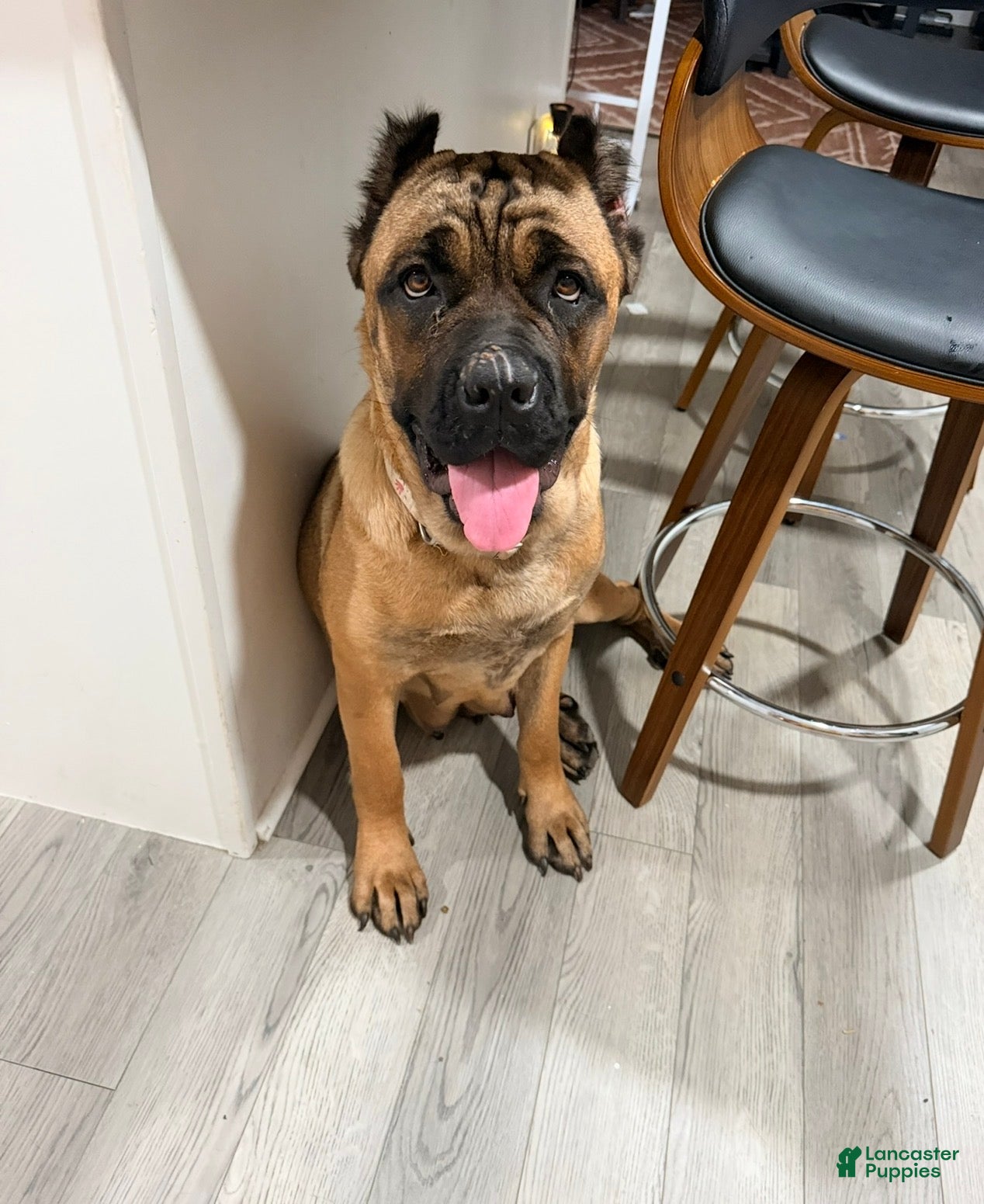 Cane Corso dogs Gray Male - Ad 2
