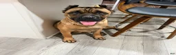 Cane Corso dogs for sale: Blue Male - Ad 3