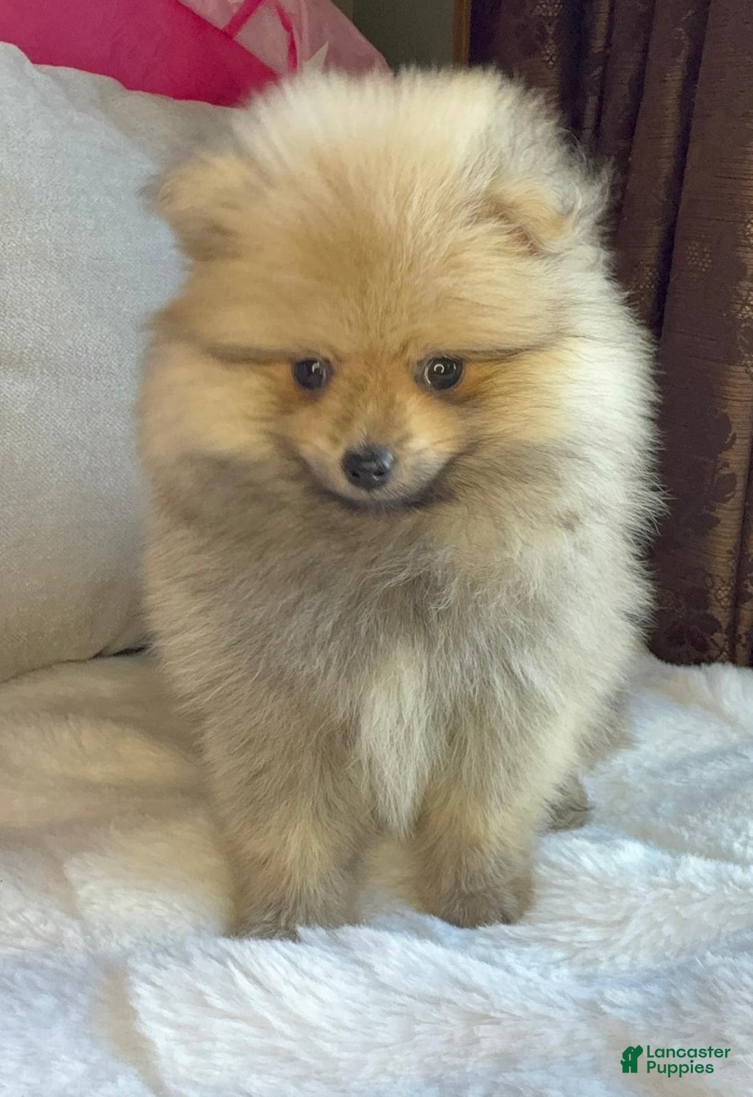 Pomeranian dogs for sale: Pomeranian Puppy George  - Ad 9
