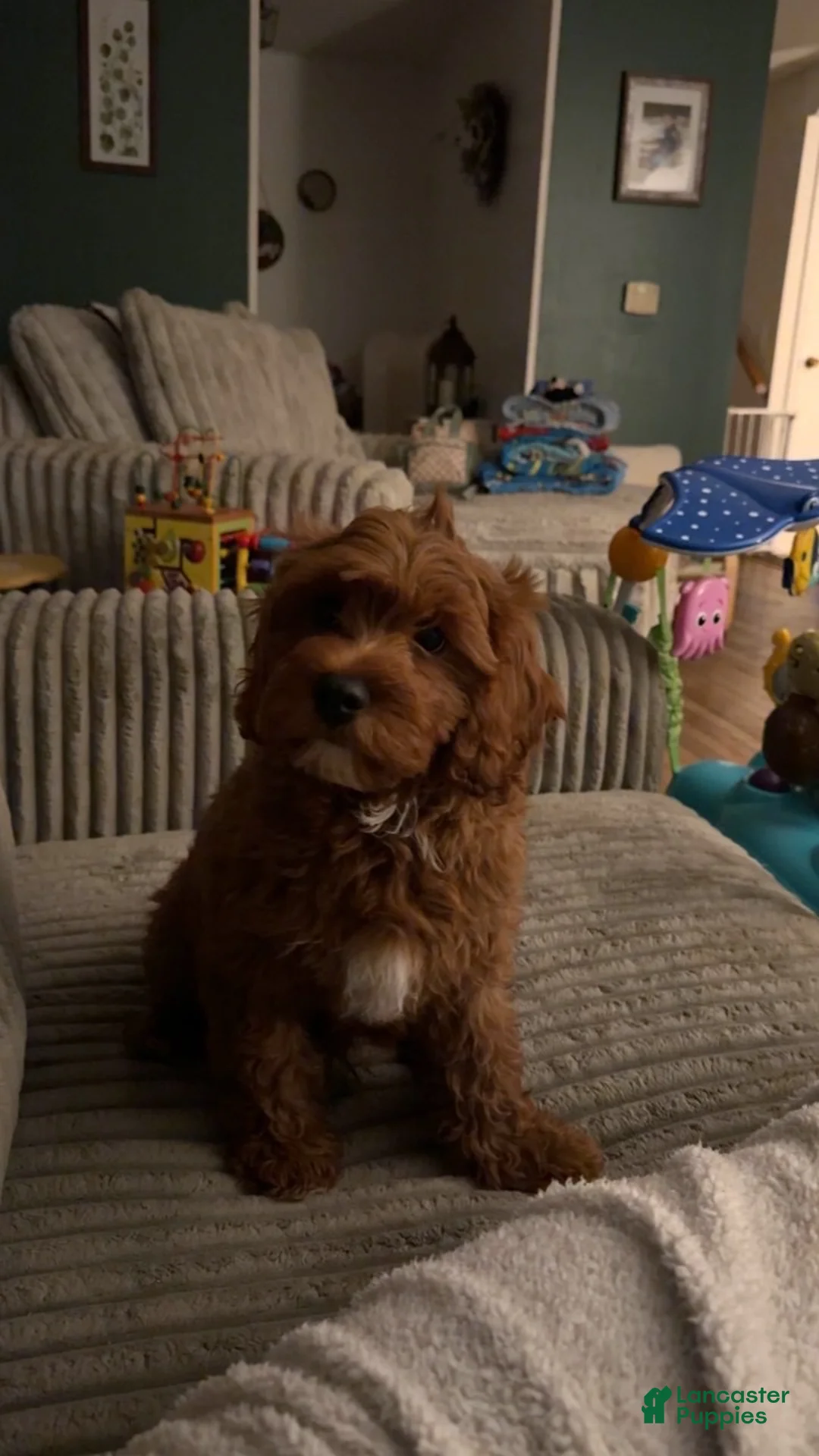 Cavapoo dogs for sale: Cavapoo 1 - Ad 2