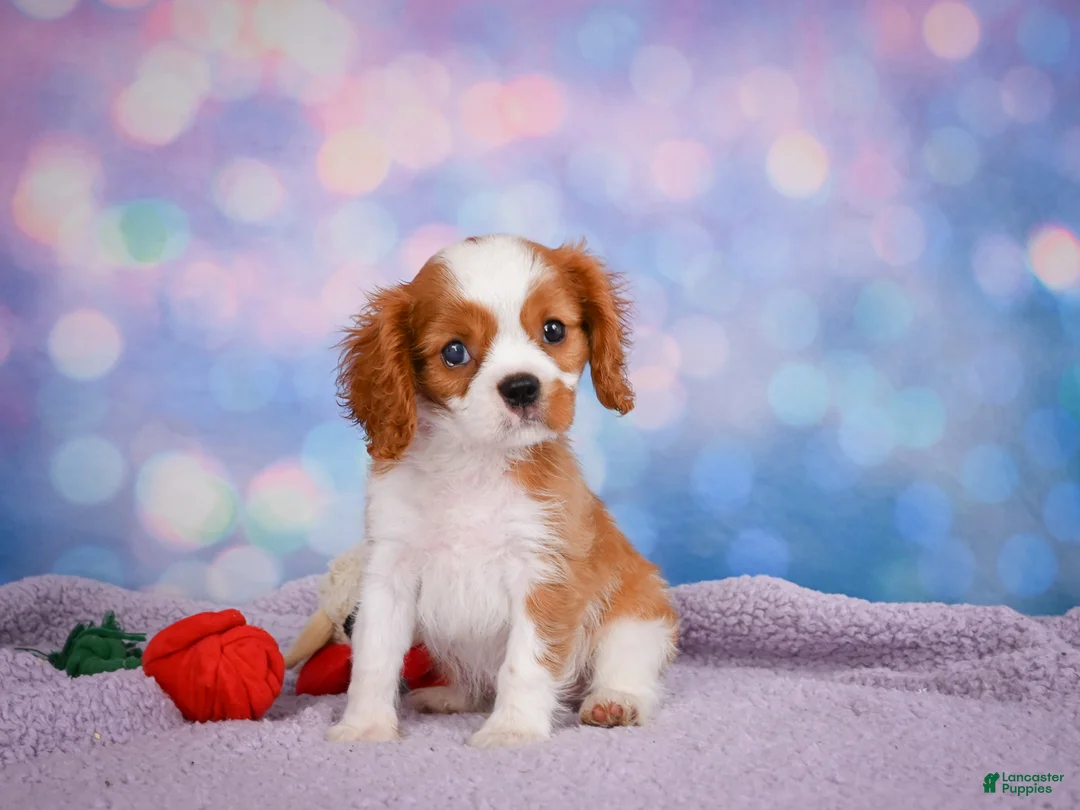Cavalier King Charles Spaniel dogs for sale: Randy Genetic Clear - Ad 2