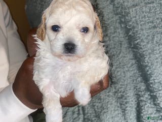 Shihpoo dogs Shihpoo Puppy 5 Ivory - Ad 34