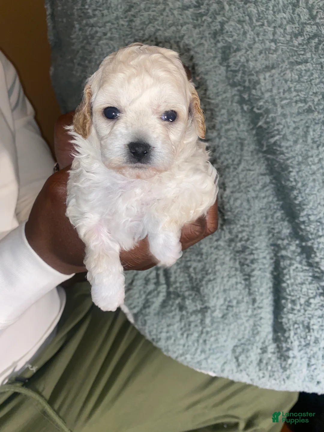 Shihpoo dogs for sale: Shihpoo Puppy 5 Ivory - Ad 2
