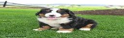 Bernese Mountain Dog dogs for sale: Bear - Ad 1