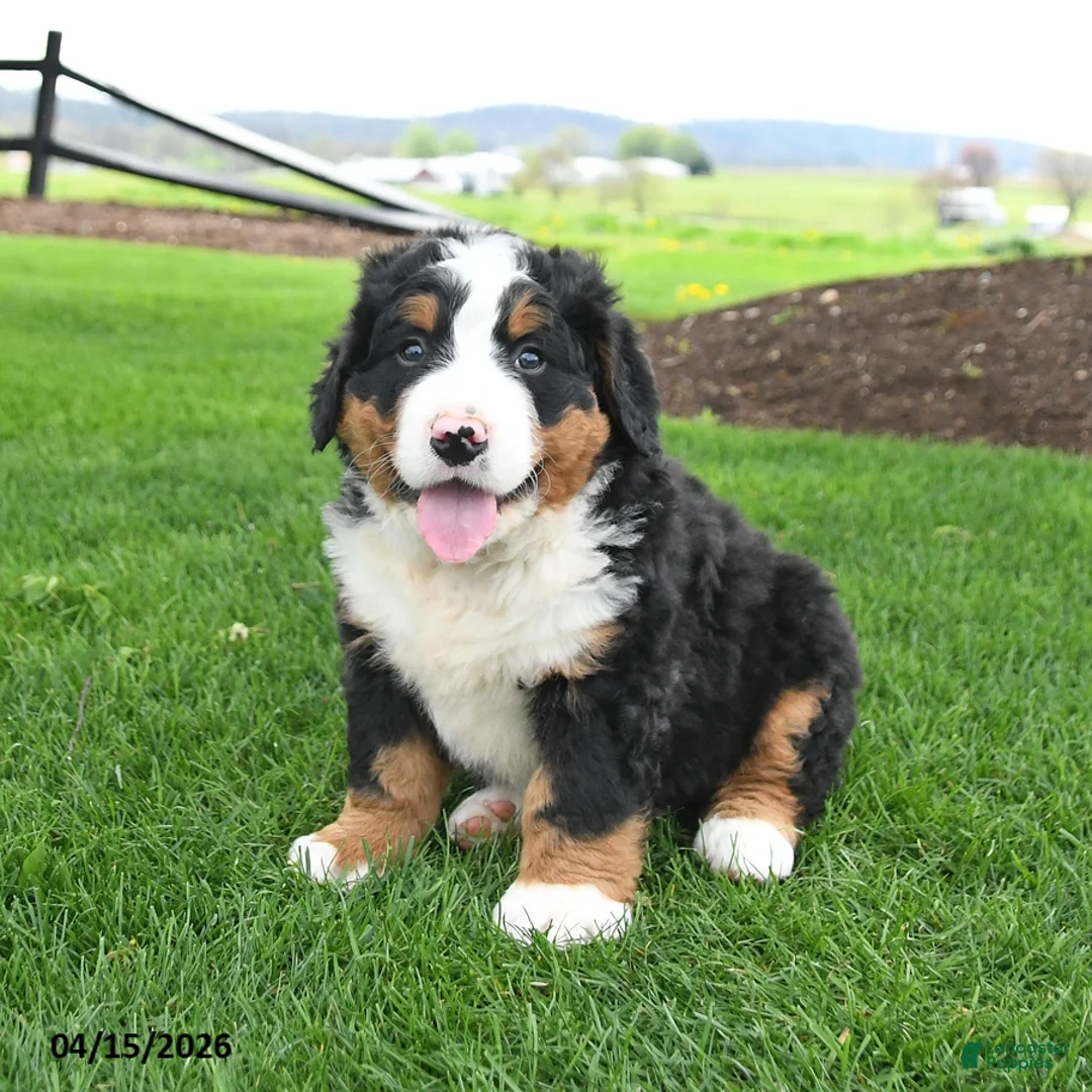 Bernese Mountain Dog dogs for sale: Bear - Ad 1