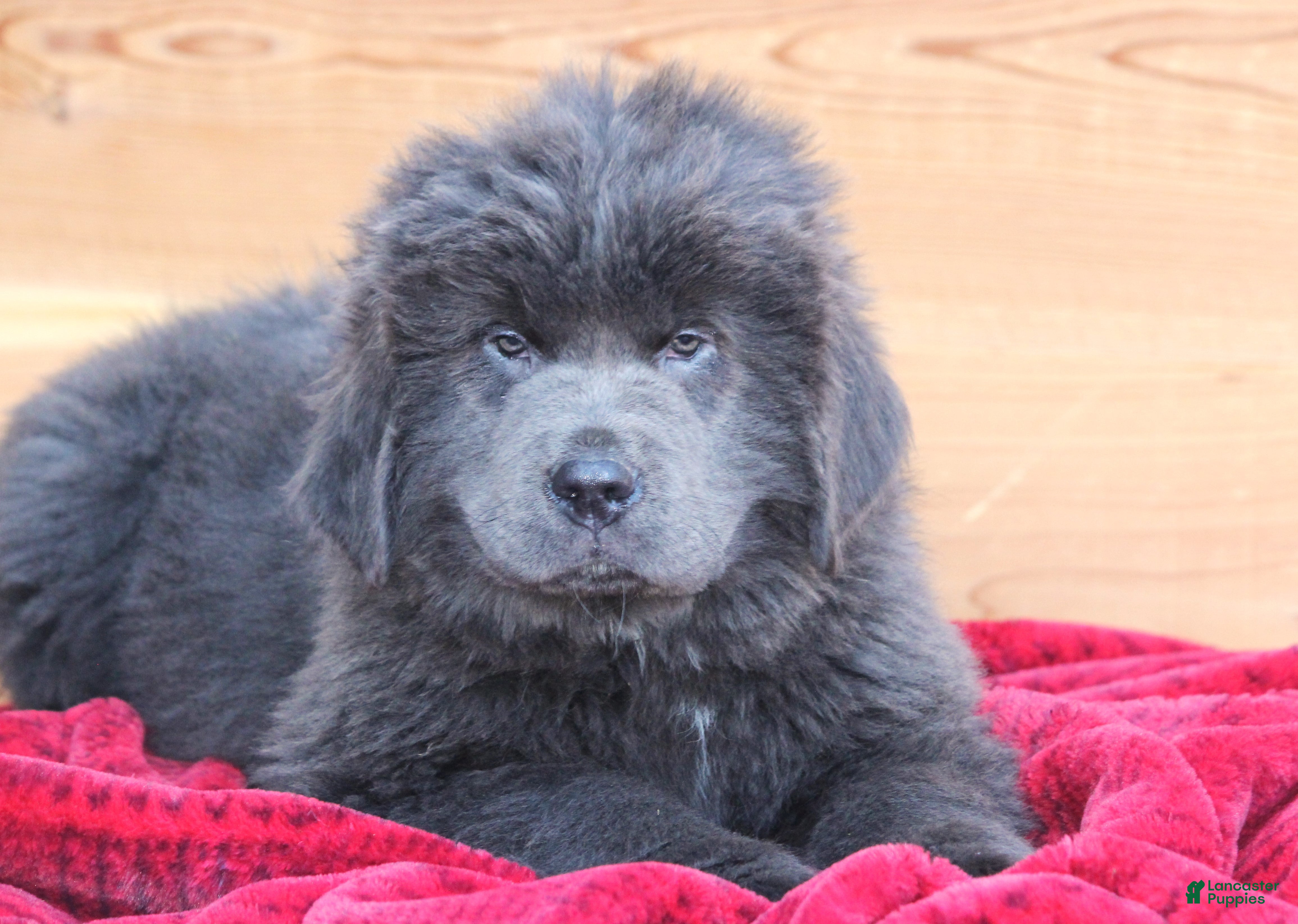Newfoundland dogs Tess - Ad 3