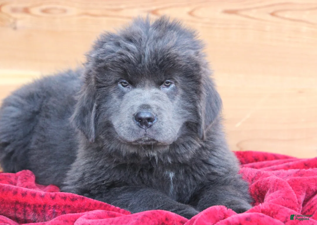 Newfoundland dogs for sale: Tess - Ad 4