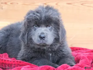 Newfoundland dogs Tess - Ad 3