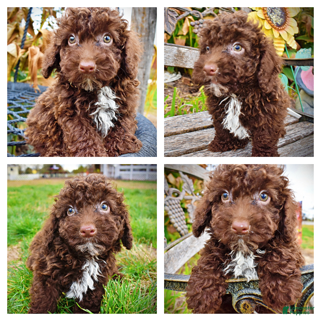 Havapoo dogs for sale: Muppet - Ad 1