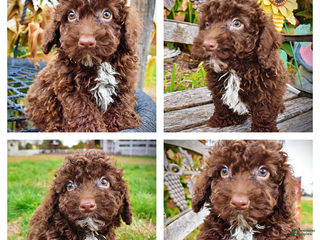 Havapoo dogs Muppet - Ad 35