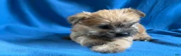 Morkie dogs for sale: Priscilla - Ad 5