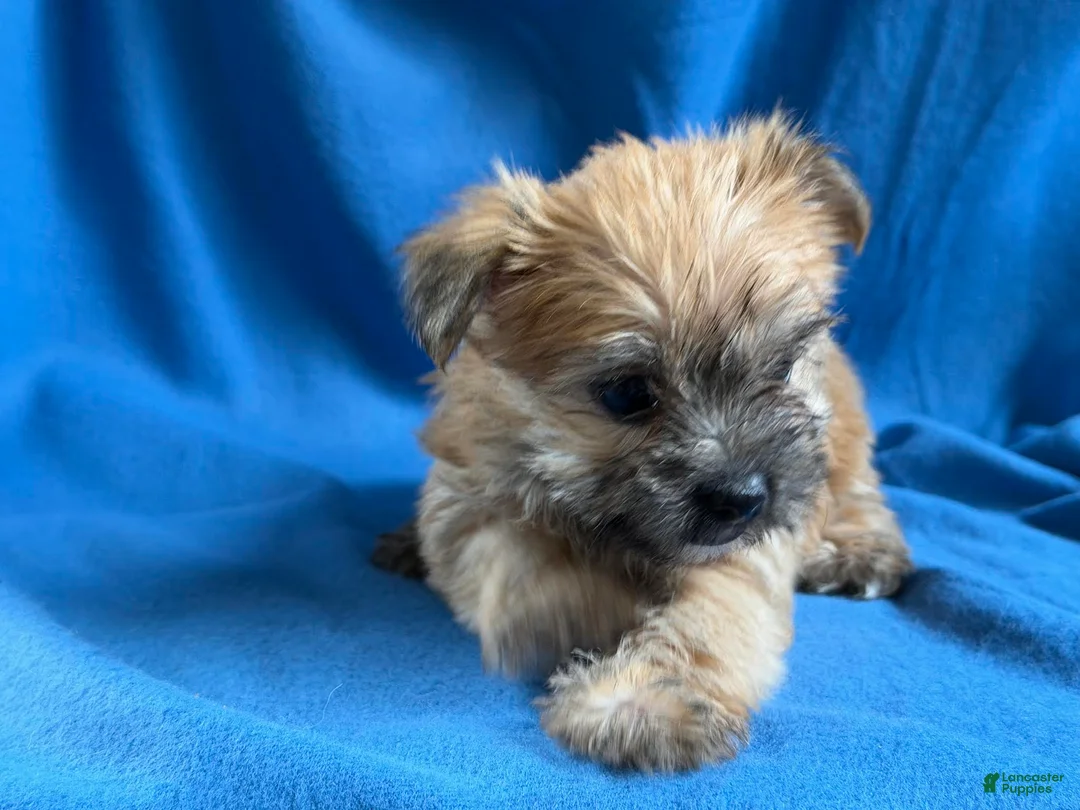 Morkie dogs for sale: Priscilla - Ad 5