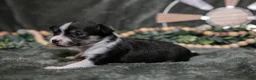 Chihuahua dogs for sale: Nugget - Ad 3