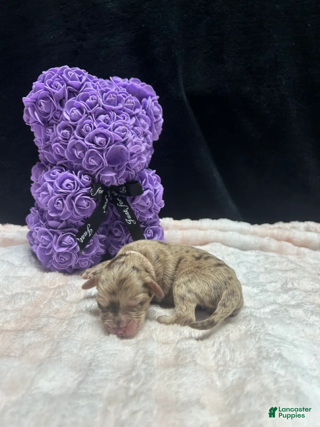 Mixed Breed dogs for sale: cupid  - Ad 2