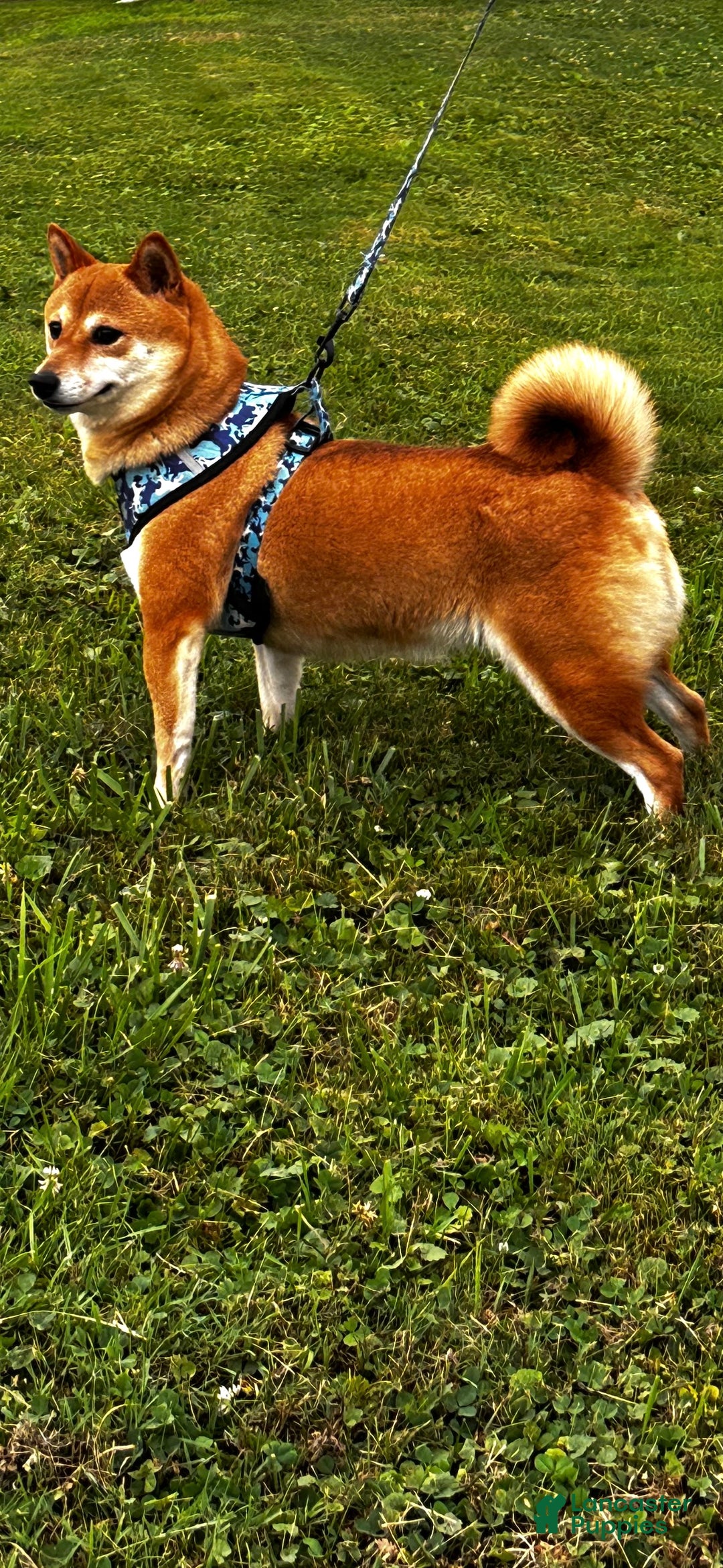 Shiba Inu dogs for sale: Rosie  - Ad 4