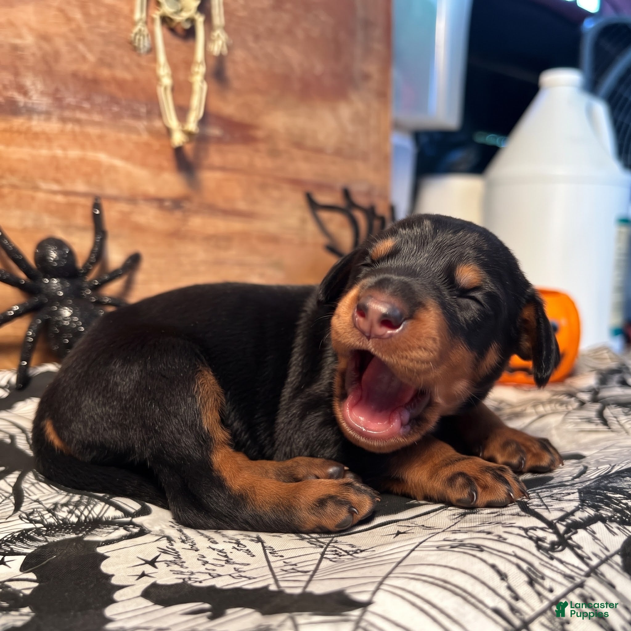 Doberman Pinscher dogs Spook: European Bloodlines - Ad 35