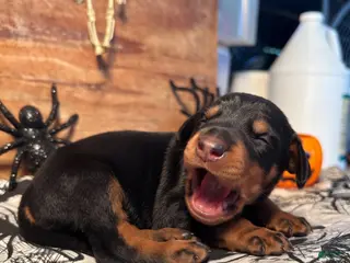 Doberman Pinscher dogs Spook: European Bloodlines - Ad 35