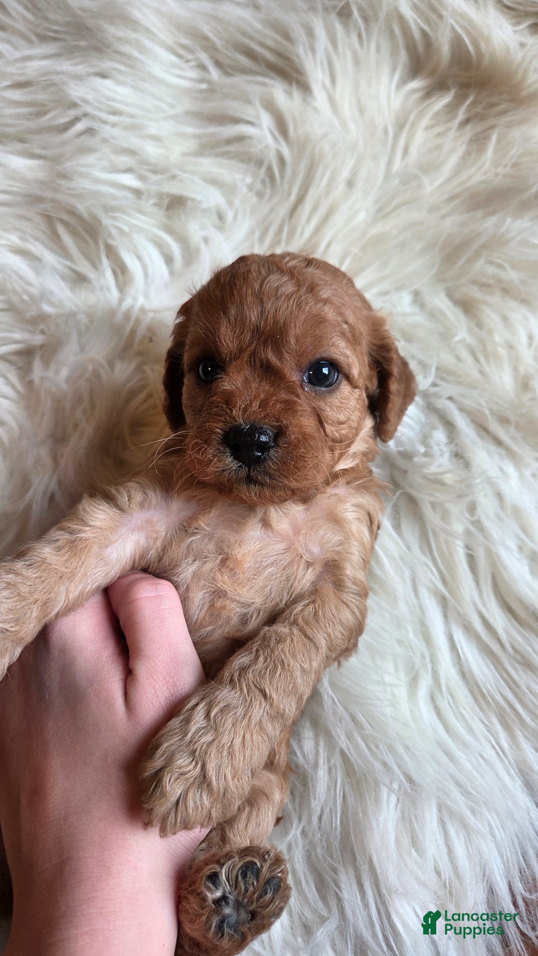 Cavapoo dogs for sale: Nova - Ad 7