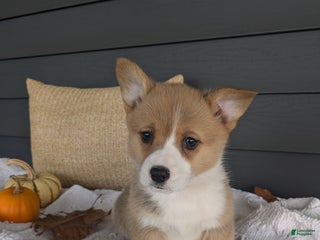 Welsh Corgi Pembroke dogs - Ad 7