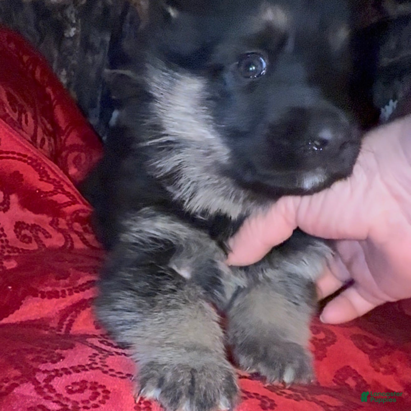 German Shepherd dogs SWAYZE - Ad 19