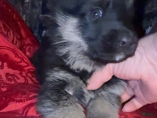 German Shepherd dogs SWAYZE - Ad 5