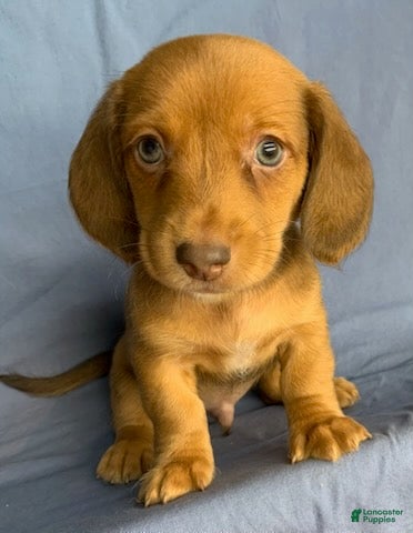 Miniature Dachshund dogs Chester - Ad 2