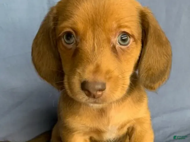 Miniature Dachshund dogs for sale: Chester - Ad 2