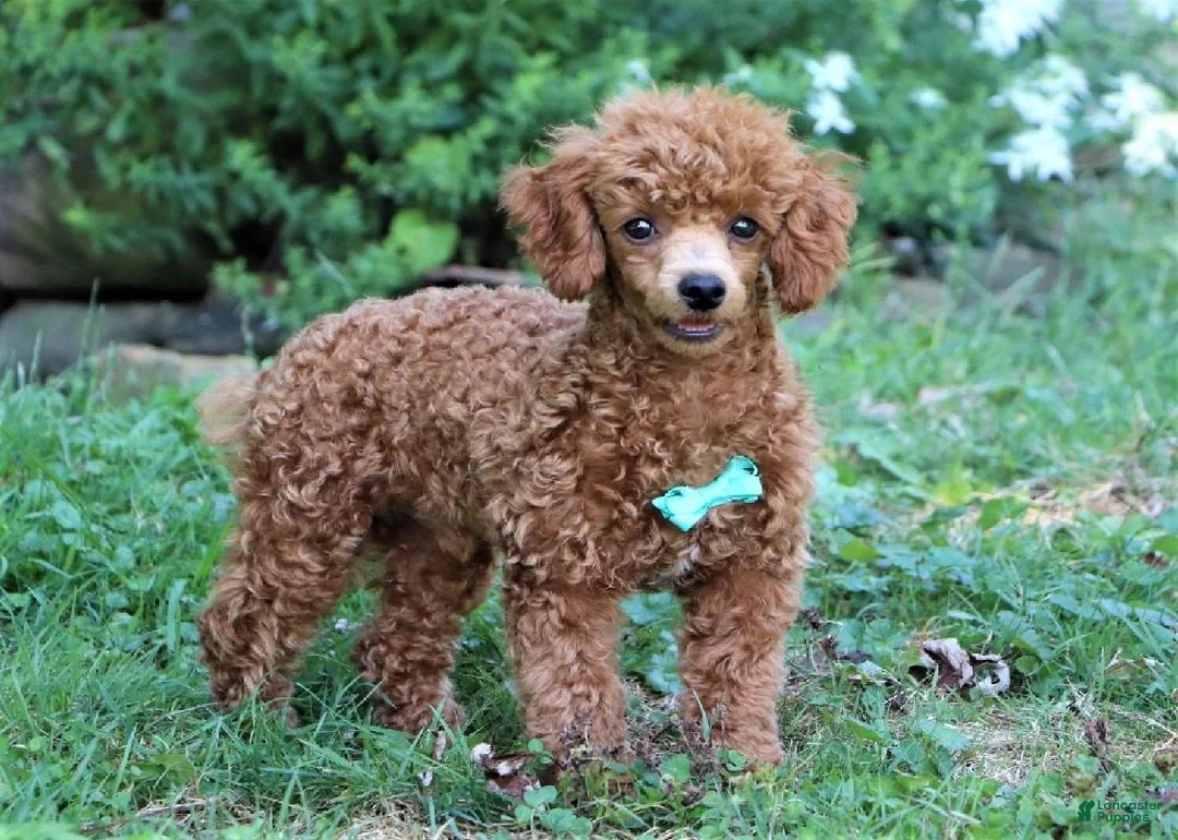 Cavapoo dogs for sale: Coco - Ad 14