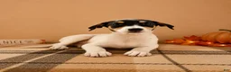 Mixed Breed dogs for sale: Dixie - Ad 2